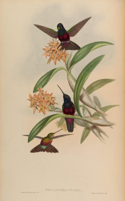 Helianthea typica = Coeligena helianthea von John Gould